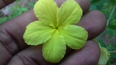 Haplophyton crooksii