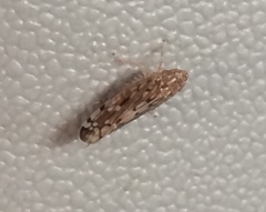 Osbornellus borealis