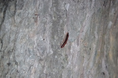 Helicorthomorpha