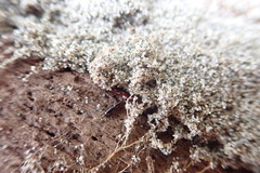 Macrorhyncolus littoralis