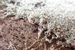 Macrorhyncolus littoralis