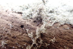 Macrorhyncolus littoralis