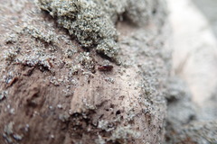 Macrorhyncolus littoralis