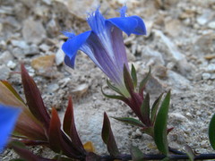 Gentiana septemfida grossheimii