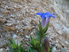 Gentiana septemfida grossheimii