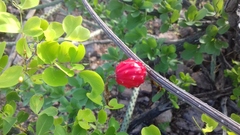 Peniocereus striatus