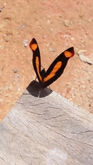 Catonephele sabrina