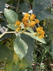 Verbesina montanoifolia