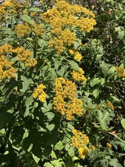 Verbesina montanoifolia