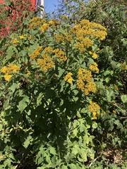 Verbesina montanoifolia