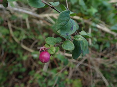 Symphoricarpos × chenaultii