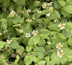 Galinsoga quadriradiata