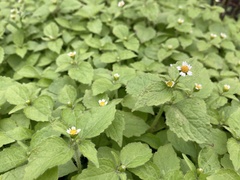 Galinsoga quadriradiata