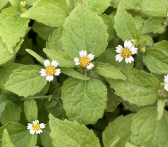 Galinsoga quadriradiata