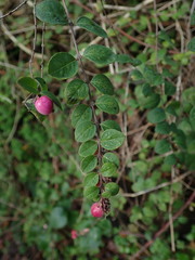 Symphoricarpos × chenaultii