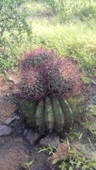 Ferocactus emoryi emoryi