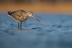 Hudsonian Godwit photo 3
