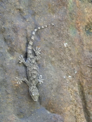 Gekkonidae
