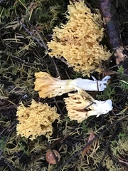 Ramaria flavigelatinosa