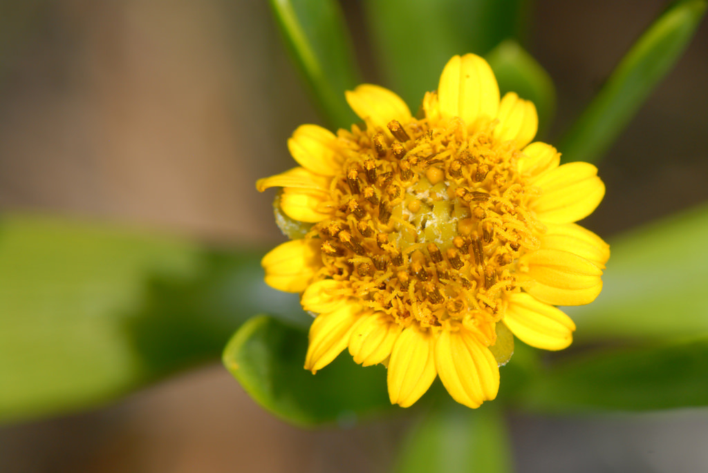Borrichia
