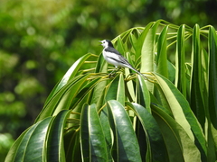 Motacilla alba