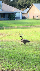 Branta canadensis image
