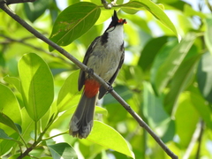 Pycnonotus jocosus