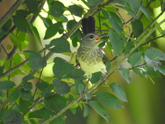 Copsychus saularis