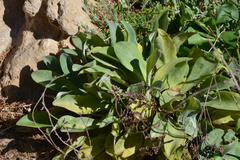 Limonium ramosissimum