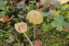 Entoloma pleopodium