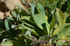 Limonium ramosissimum