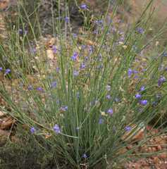 Lobelia linearis
