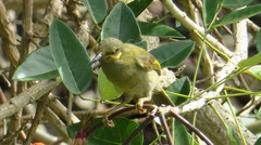 Foulehaio carunculatus