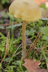 Entoloma pleopodium