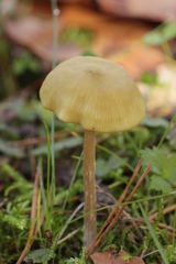 Entoloma pleopodium