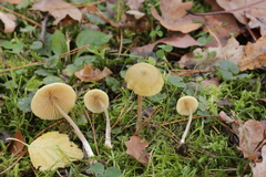 Entoloma pleopodium
