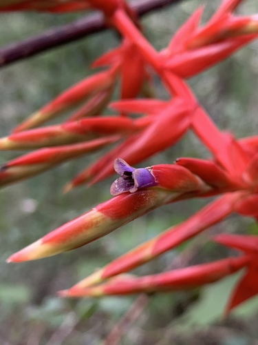 pink quill