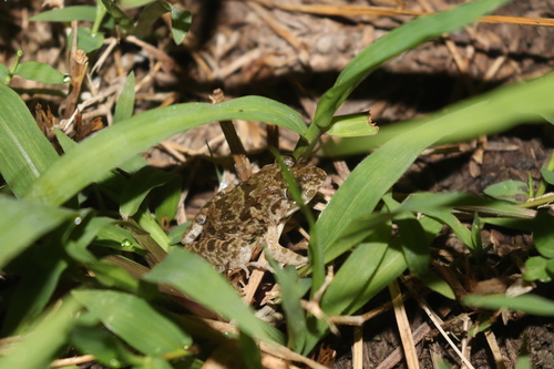 Limnonectes khasianus observed 2020-11-01