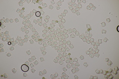 Entoloma pleopodium