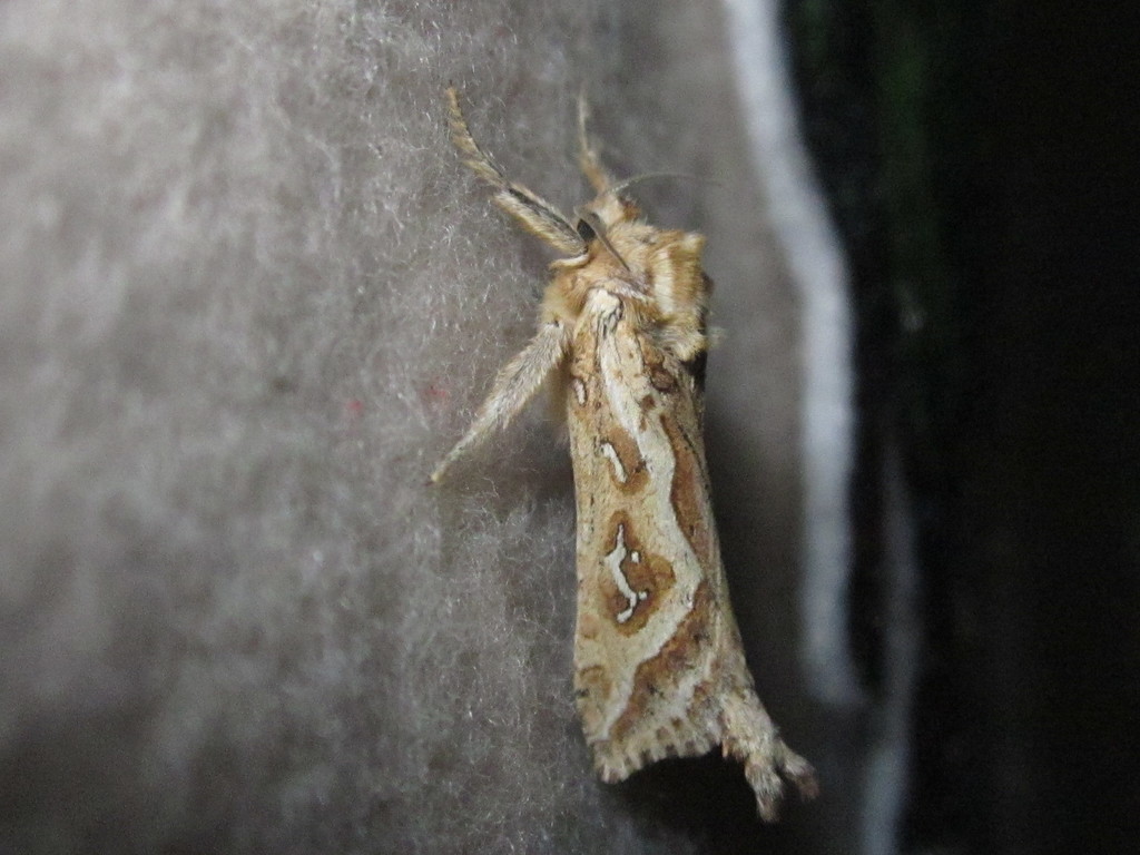 Puermytrans chiliensis