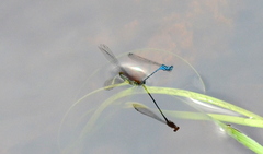 Enallagma exsulans