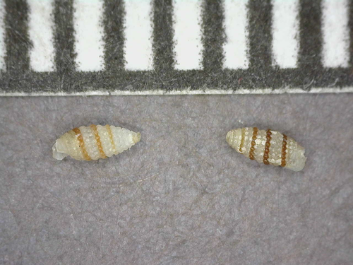 Cerithiopsis observed 2014-07-20