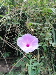 Ipomoea setosa melanotricha