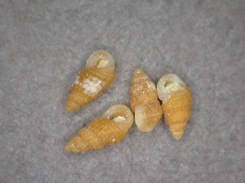 Merelina granulosa observed 2014-07-20