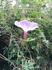 Ipomoea setosa melanotricha