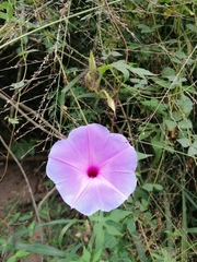Ipomoea setosa melanotricha