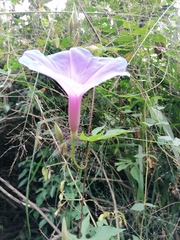Ipomoea setosa melanotricha