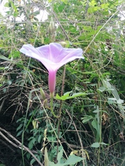 Ipomoea setosa melanotricha