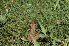 Indosylvirana nicobariensis