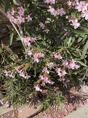 Nerium oleander